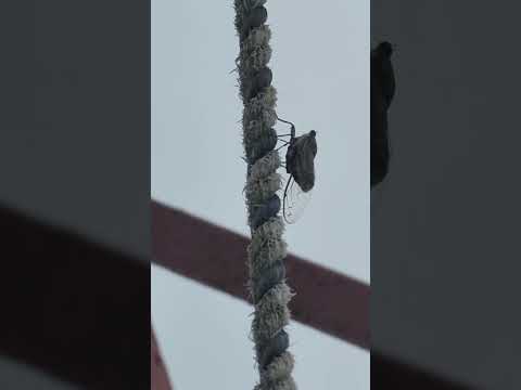 #애매미 #애매미울음소리 #Small brown cicada