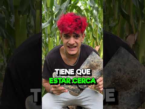 ENCUENTRO al SOSPECHOSO del MAIZAL!