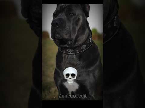 Monsters of the Animal King..dog ☠️