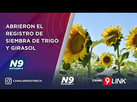 ABRIERON EL REGISTRO DE SIEMBRA DE TRIGO Y GIRASOL  - NOTICIERO 9