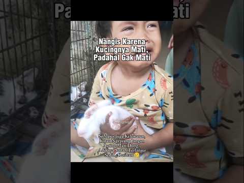 Di Kira Kucingnya Mati 😂 #shorts #cat #kucing #catlovers #animals #kitten
