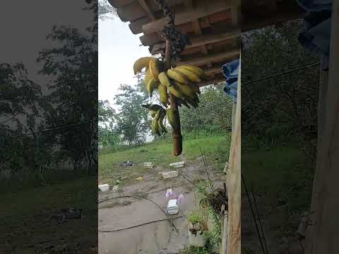 #Bom dia com chuva🌧🌧