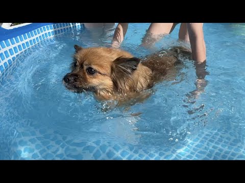 ВЛОГ / 😁ЗАКИНУЛИ СОБАКУ В БАССЕЙН / 💅🏼ДЕЛАЮ НОВЫЕ НОГТИ ДЛЯ МАРГО