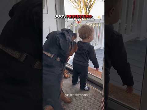 Dogs protecting vs these guys ☠️ | #edit #dog #cat ##newyork #usa