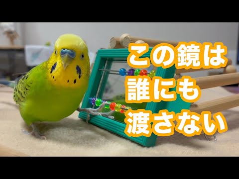 可愛くおしゃべりしていたのに突如凶暴になる【セキセイインコ】
