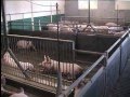 Свиноводство: Кашеобразное кормление свиней