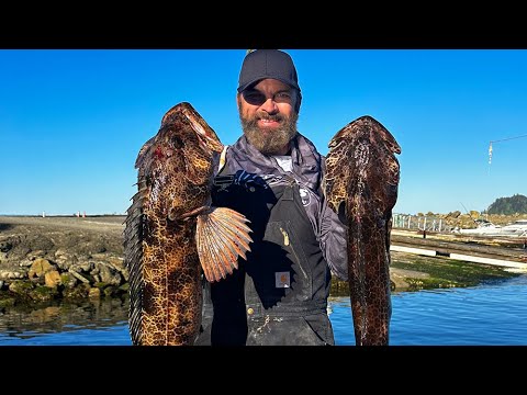 How to use live greenling for lingcod video thumbnail