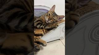 可愛い猫たち5匹の午前2時【スフィンクス ベンガル猫】