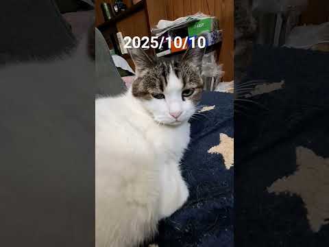 やってしまった