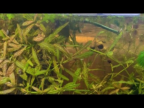 Trimming Plants and Neglecting tanks 