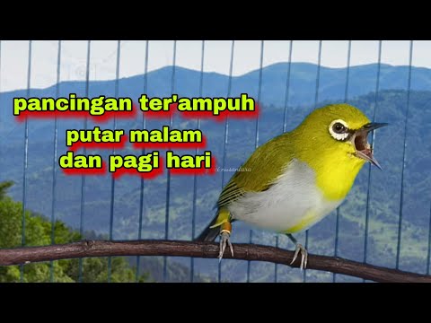 Suara Burung Pleci Gacor Ngalas,Pancingan Ter'ampuh