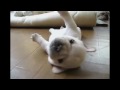 Puppy Cant Roll Back Over (with music)