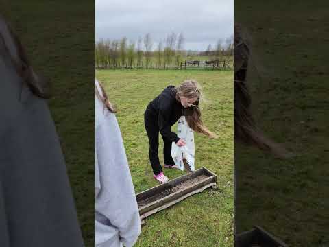 My niece helping Dot feed last years lambs.