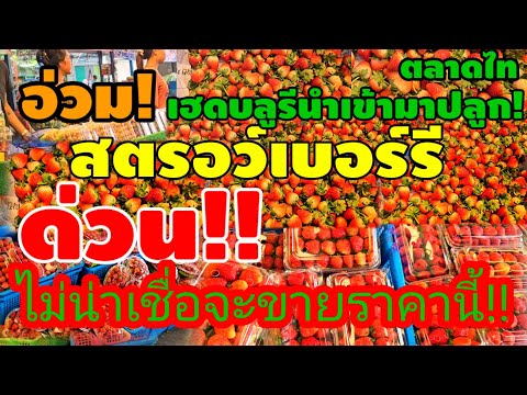 สตรอว์เบอร์รีถูกเกิน‼️เริ่มต้น