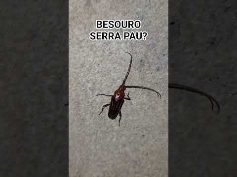 Besouro serra pau🪲? #saw-wood #beetle #insect
