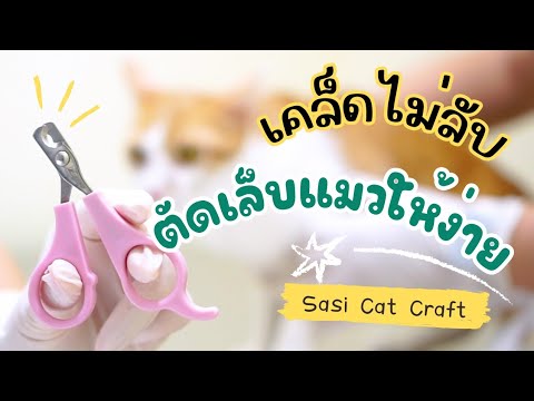 Sasi Cat Craft จับแมวมาตัดเล็บ