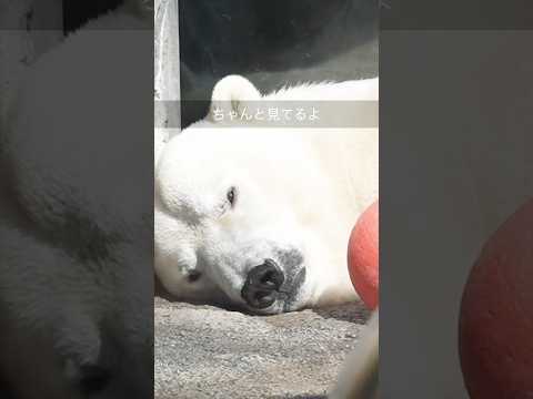 【ホッキョクグマ】繁殖期のオスはなかなか凄い！#polarbear #shorts #ホクト #ピリカ