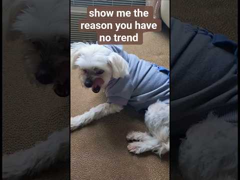 show me the reason you have no $ trend #trending #funny #shorts #funnyanimals #dog #pets #memes