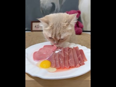 Eat the big meat in one gulp #cat breeding #foodie cat #raw meat with bone #feeding the cat #