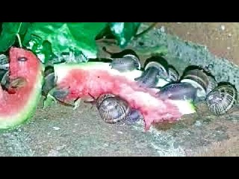 Cute Snails Enjoying Juicy Watermelon