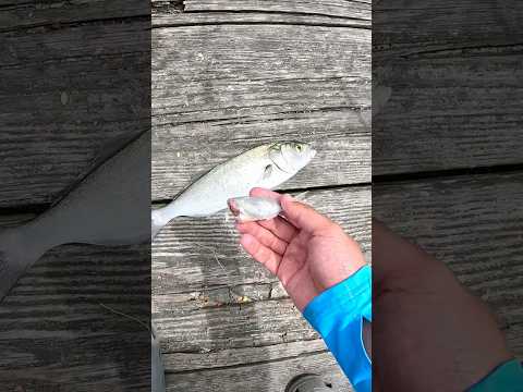 BLUEFISH BLITZ MIXED IN WITH THE SPANISH MACKEREL! BLUEFISH SPITS OUT BAITFISH #fishing #salt #va