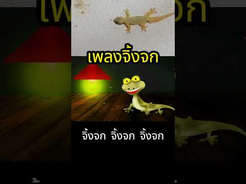 shortเพลงจิ้งจกlizardlizar