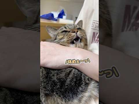 妻の相談に的確なアドバイスをする、賢すぎる猫