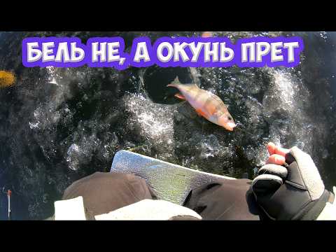 Бель не клюет, значит окунь прёт.