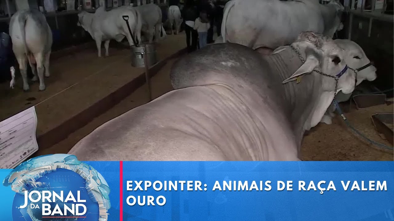 Expointer animais de raça valem ouro | Jornal da Band
