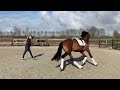 Dressage horse 3 yo dressage stallion
