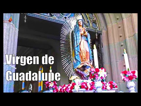 Salve Emperatriz de América SON TRADICIONAL Virgen de Guadalupe #Navidad #NiñoJesús  #FiestasNavideñ