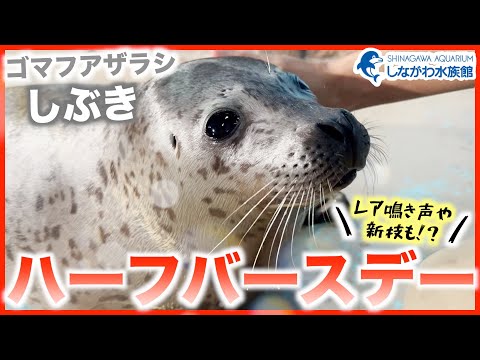 ゴマフアザラシの赤ちゃん～トレーニング編 part.2～＠しながわ水族館