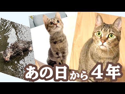 【保護から4年】大雨の日に出会った「落ち猫あめちゃん」とは？