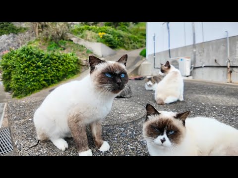 猫島の郵便局裏で行われるシャム猫の集会に行ってきた