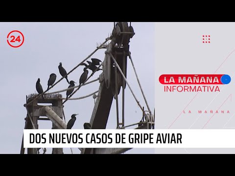 SAG reportó dos casos nuevos de gripe aviar en Chile | 24 Horas TVN Chile