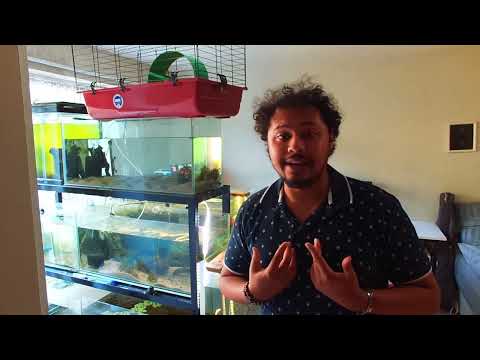 Fish Room Tour - Welcome to the Channel Welcome to Adam's Ale - This is my first video with actual talking. This is a tour of my fish room a
