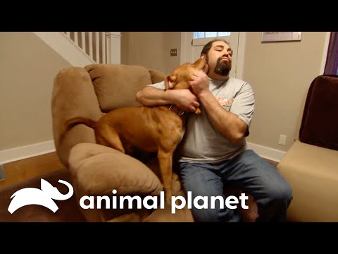 Baker Red Helps A Mourning Family | Pit Bulls and Parolees | Animal
Planet