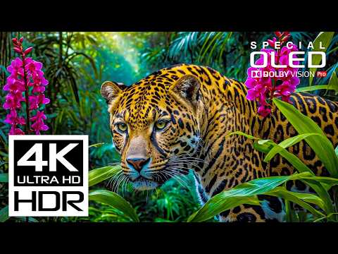 Beautiful 4K Videos | Dolby Vision 4K HDR 60 FPS Video
