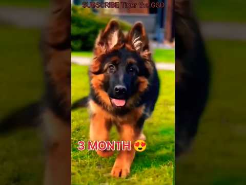 one month vs one year German shepherd transformation #doglove #feed #puppy #transformation #gsd