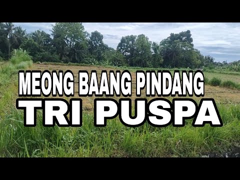 TRI PUSPA - MEONG BAANG PINDANG