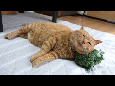 ブロッコリーを枕にする猫の愛らしい映像と紹介 サムネイル