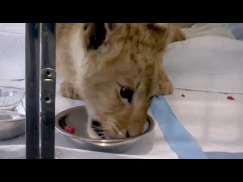 Lion cub in Lebanon in custody of animal rights group after being reported as lost