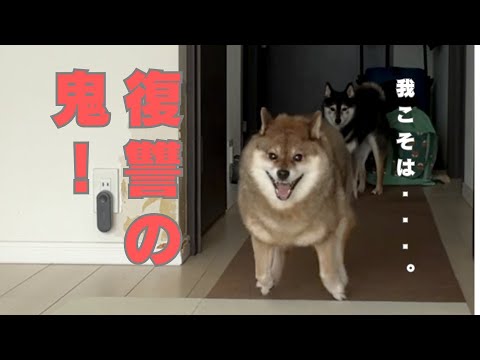 柴犬の魅力と復讐の物語について紹介 サムネイル