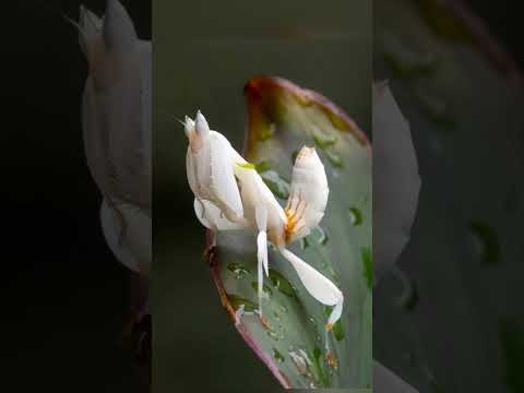 Ấn tượng bọ ngựa trắng #ấn tượng #bọngựa #trắng #hoa #nature #tamsucungcon