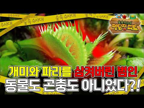 풀밭에서 개미와 파리가 흔적도 없이 사라진 소름 돋는 이유😱｜명탐정 <strong>피트</strong>｜키즈｜[EBS놀이터]