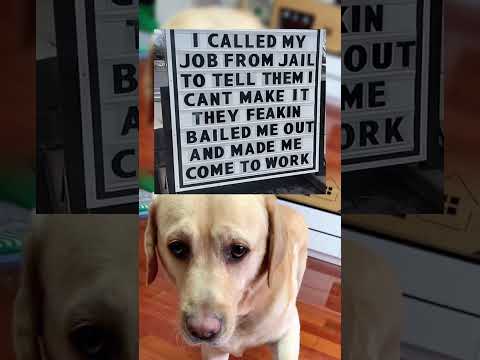 #memes #story #dog #shorts #pets