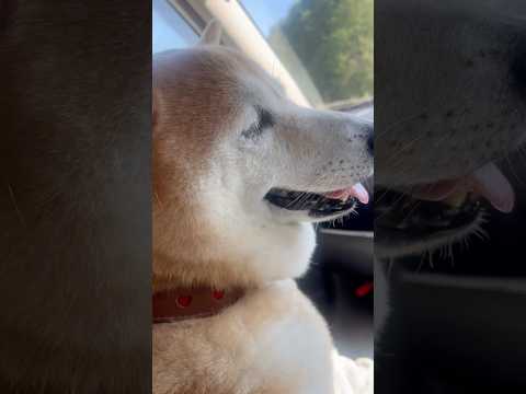 柴犬福 姉にドライブ中に褒められる柴犬🤣Shiba-drive🤣#姉と柴 #shorts #funny #funnydog #shibainu #dogshorts #柴犬 #시바견 サムネイル