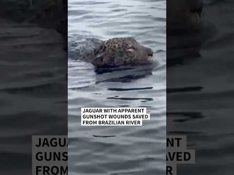 Jaguar with apparent gunshot wounds saved from Brazilian river | AFP #shorts