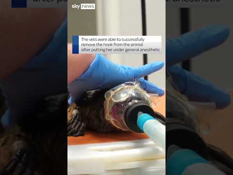 Platypus found with fish hook through bill