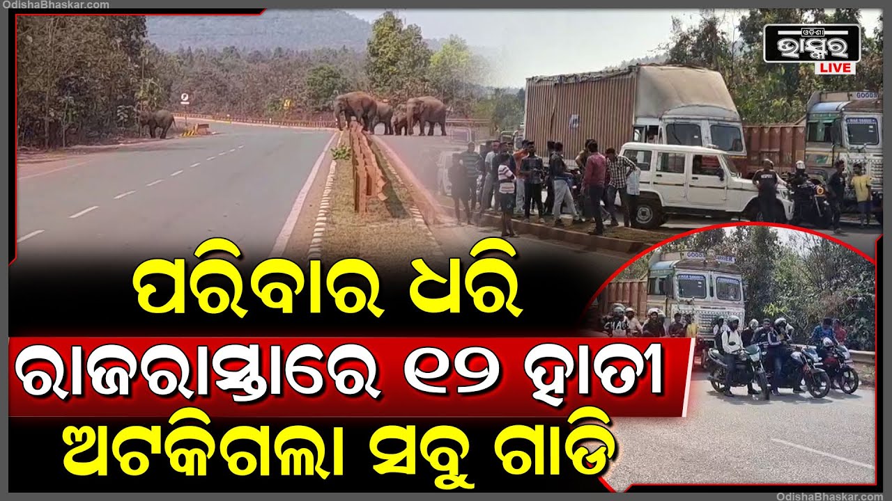 ଦିନର ଆଲୁଅରେ ବିଚିତ୍ର ଦୃଶ୍ୟ, ପରିବାର ଧରି ରାସ୍ତା ପାର ହେଲା ହାତୀ, ଦୁଇ ପଟରେ ଶହଶହ ଲୋକ ଠିଆ ହେଇ ଦେଲେ ବିଦାୟ